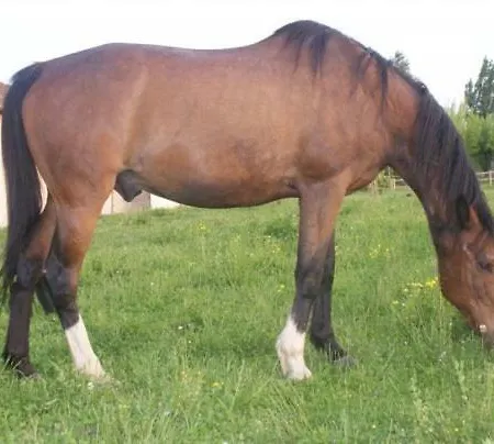 La Bourdette